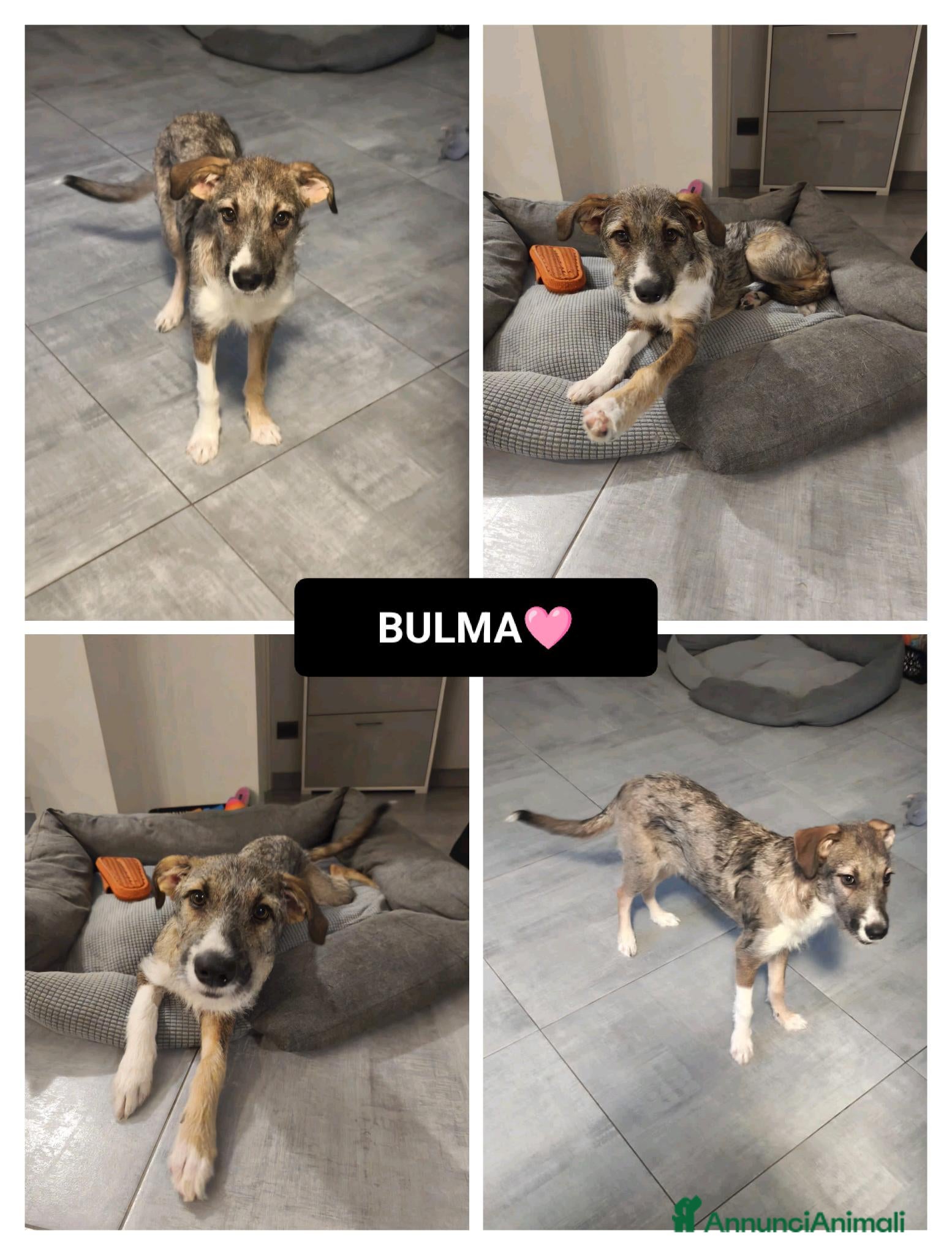 Altre razze cani bulma - Annuncio 15