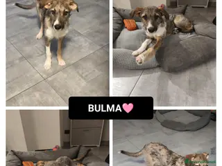 Altre razze cani bulma - Annuncio 15