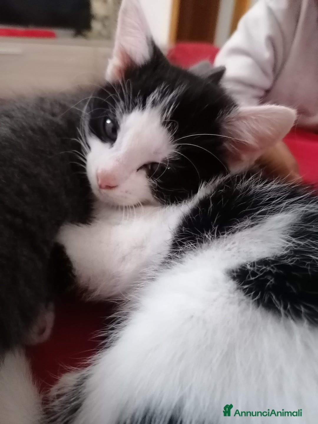 Ragdoll gatti in regalo: Micci dolcissimi - Annuncio 5