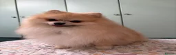 Spitz cani per accoppiamento: Maschio disponibile per accoppiamento  - Annuncio 8