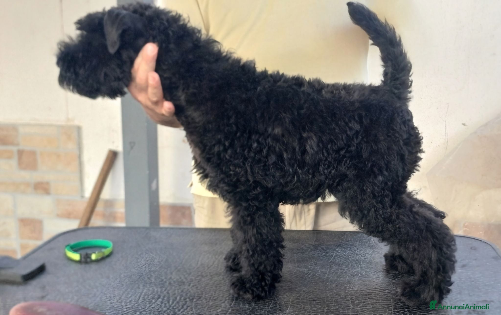 Kerry Blue Terrier cani Kerry Blue Terrier - Annuncio 10