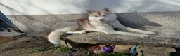 Husky cani in vendita: Cuccioli di Siberian Husky con pedigree - Annuncio 10