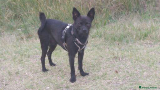 Meticcio cani Yoda il cane di un intelligenza indescrivibile - Annuncio 1