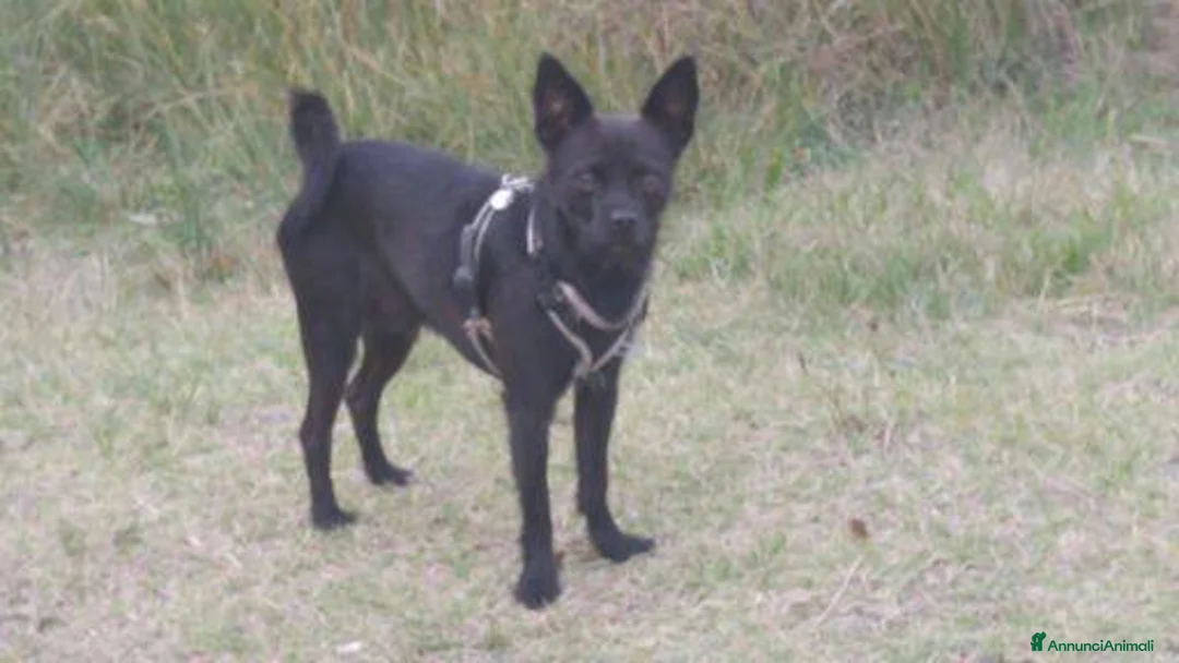 Meticcio cani per accoppiamento: Yoda il cane di un intelligenza indescrivibile - Annuncio 1