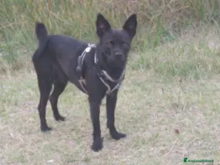 Meticcio cani Yoda il cane di un intelligenza indescrivibile - Annuncio 1