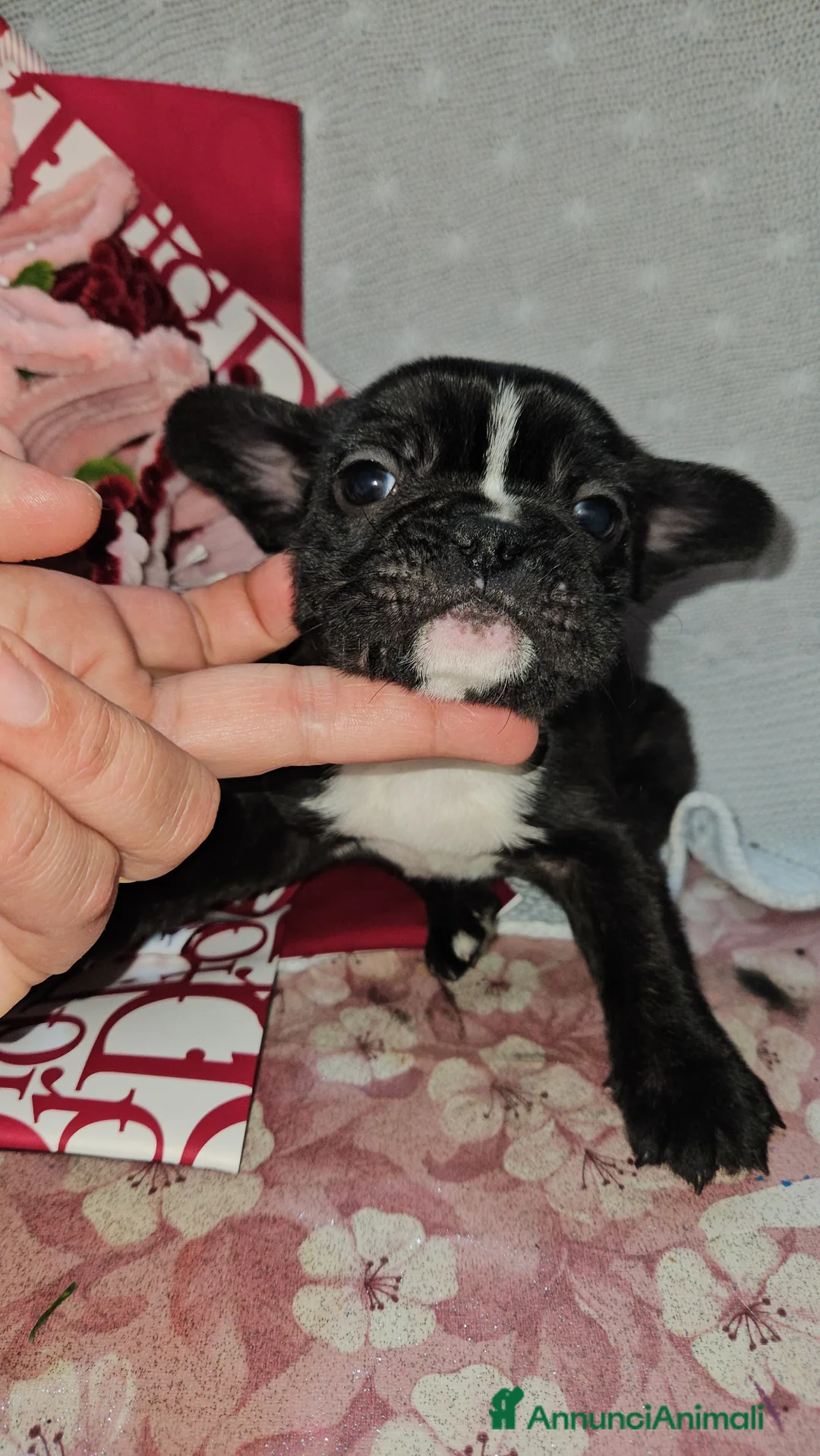 Bulldog Francese cani in vendita: Bulldog francese con striature dorate  a Provincia di Pisa - Annuncio 1