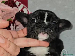Bulldog Francese cani Bulldog francese con striature dorate - Annuncio 5