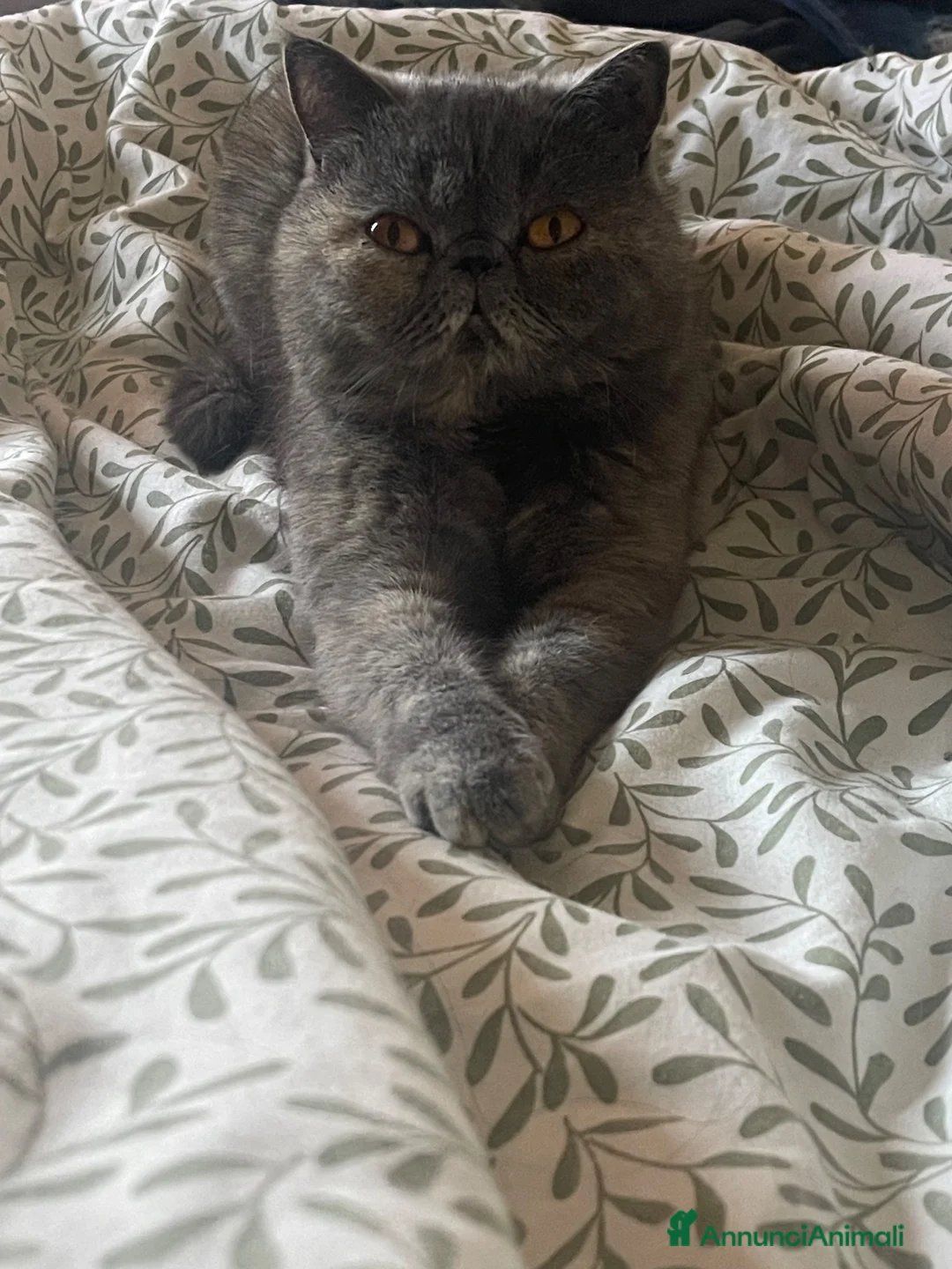 Exotic Shorthair gatti per accoppiamento: Monta gatto Exotic Shorthair - Annuncio 5