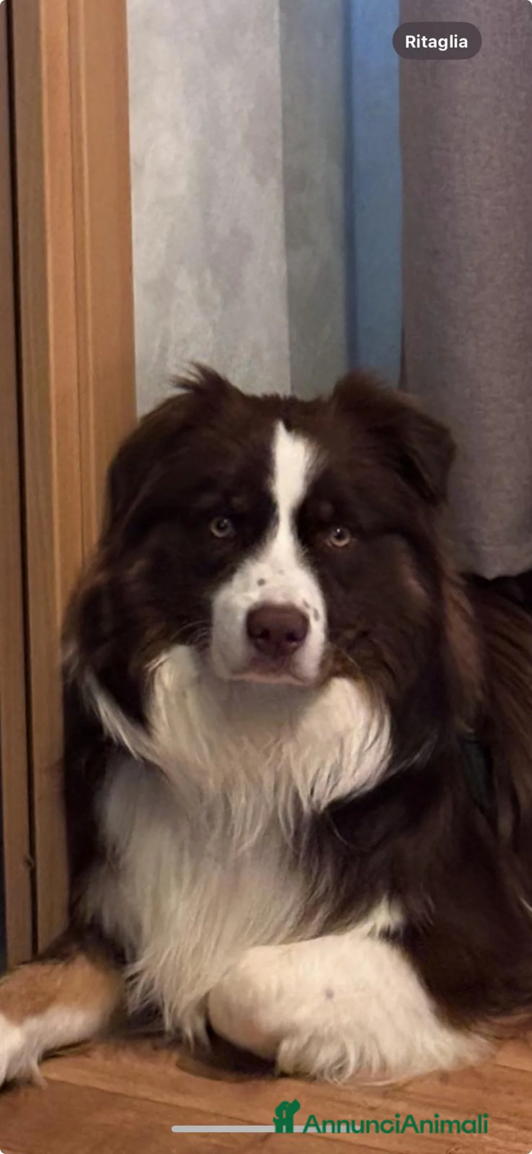 Australian Shepherd cani per accoppiamento: Maschio Pastore Australiano a Città metropolitana di Milano - Annuncio 1
