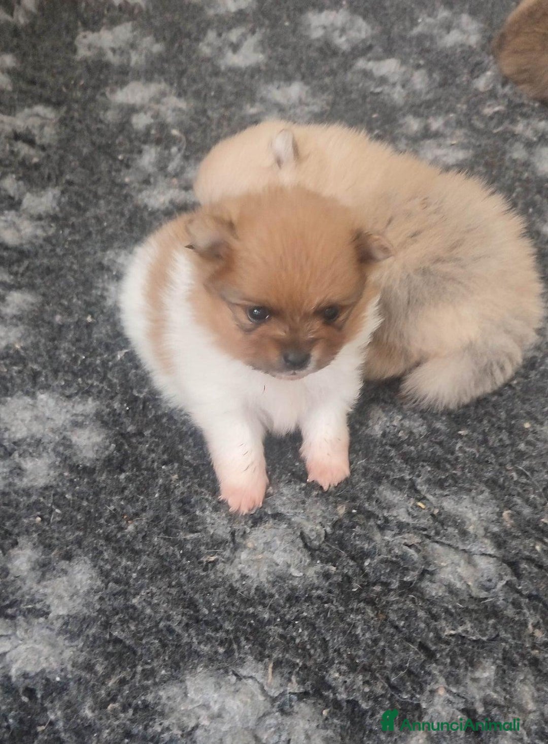 Volpino Pomerania cani in vendita: Cuccioli di Pomerania - Annuncio 6