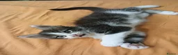 Maine Coon gatti in vendita: Gattini Maine Coon cercano famiglie a Libero consorzio comunale di Agrigento - Annuncio 6