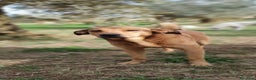 Meticcio cani in regalo: ACKICO,2 occhioni timidi e buoni a Pomezia - Annuncio 8
