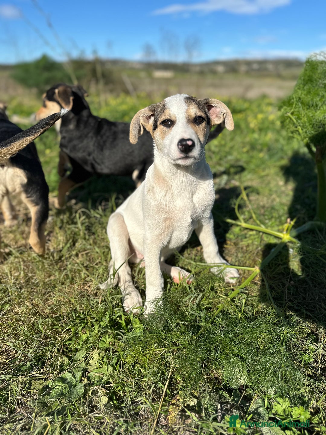 Meticcio cani in regalo: LIAM CERCA ADOZIONE - Annuncio 1