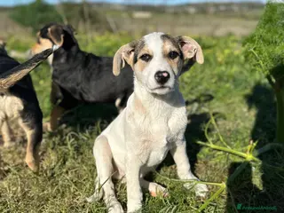 Meticcio cani LIAM CERCA ADOZIONE - Annuncio 7