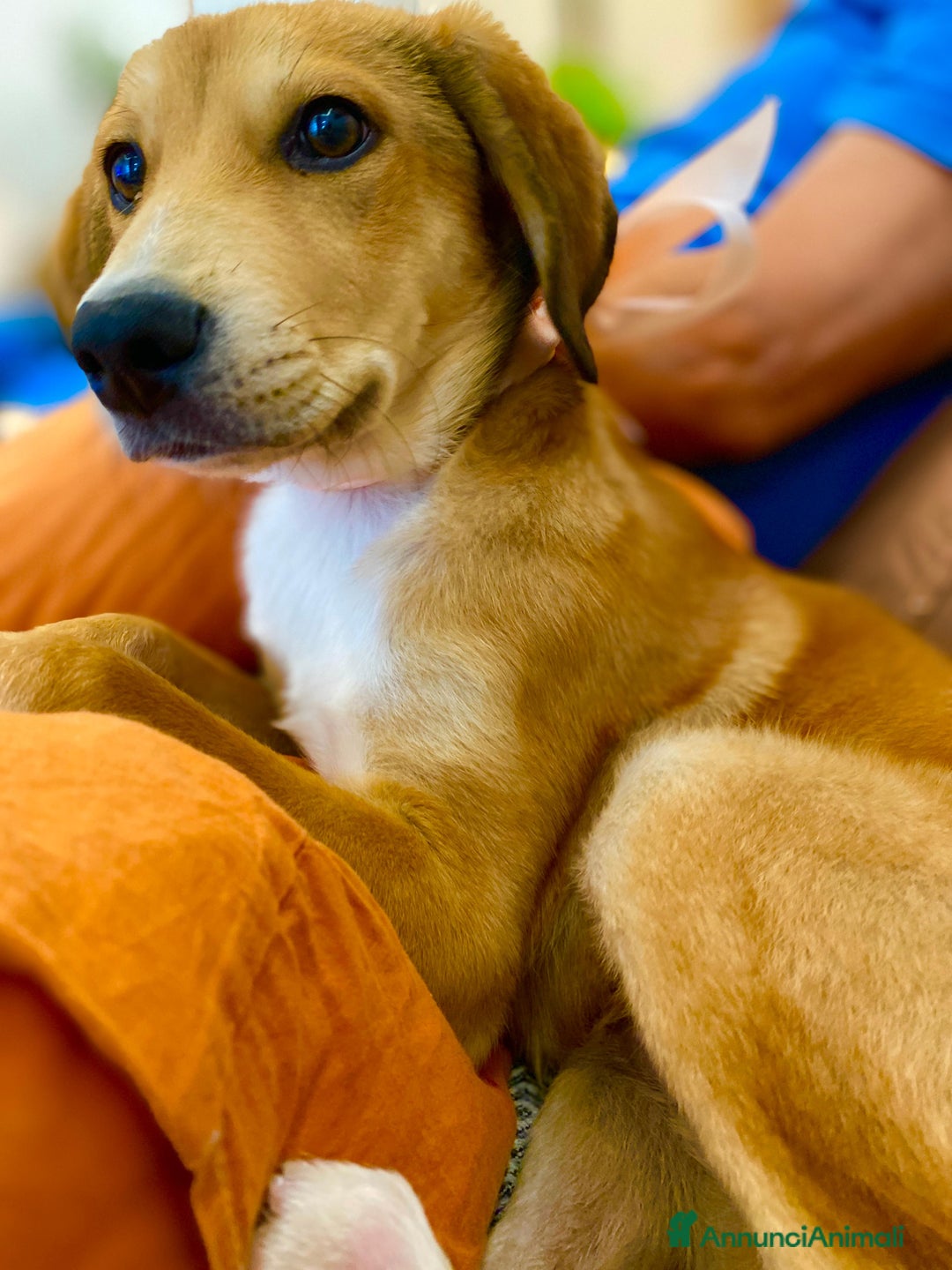 Segugio cani in regalo: Tary splendido cucciolo simil segugio - Annuncio 2