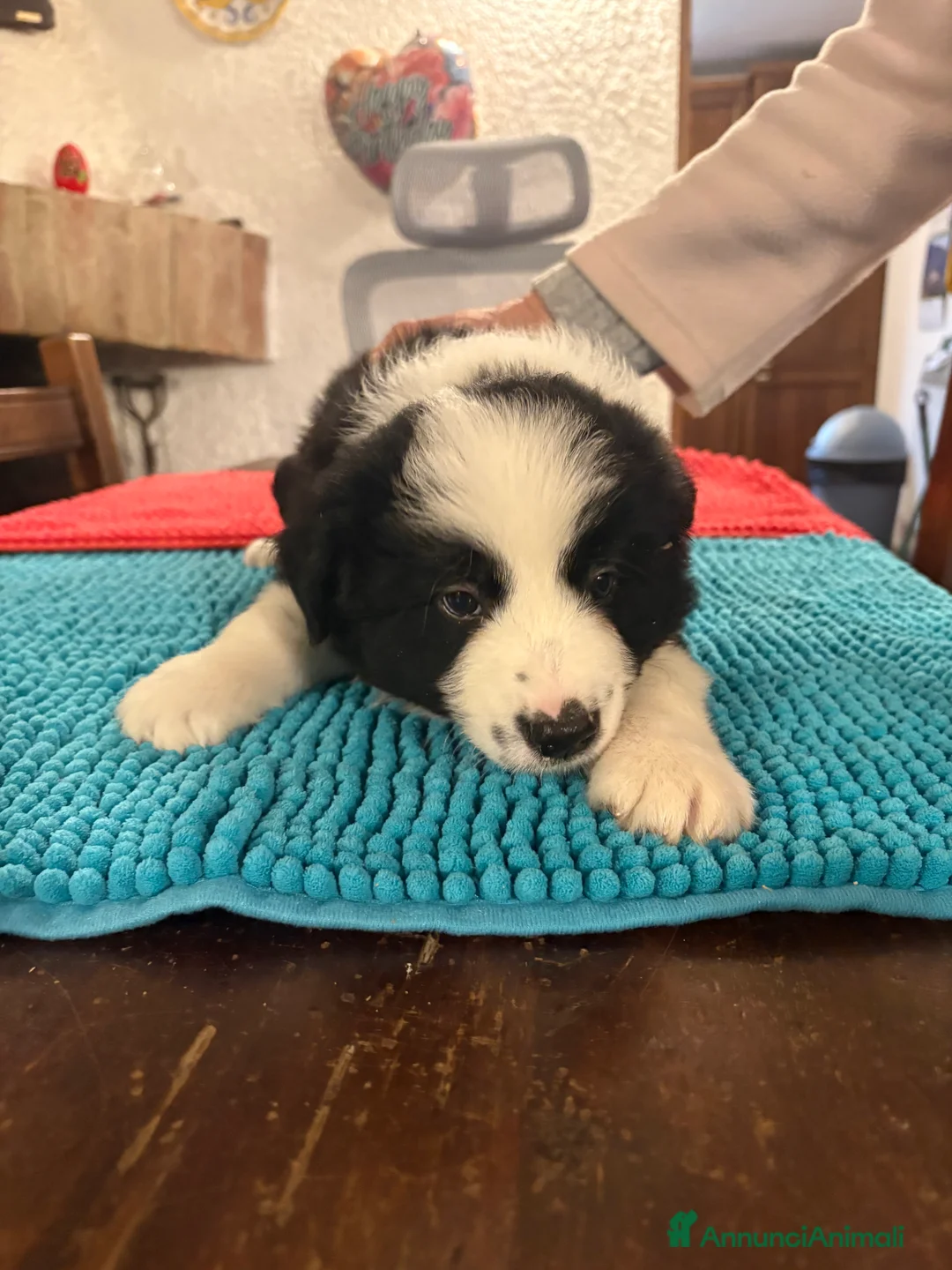 Border Collie cani in vendita: Border collie con pedigree  - Annuncio 3