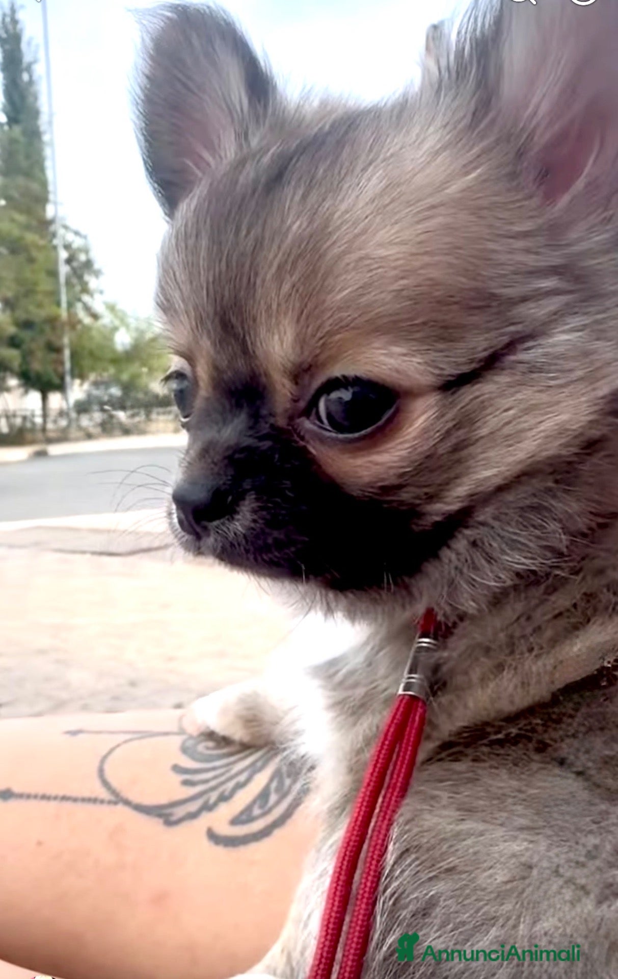 Chihuahua cani cucciolo dichiahuahua wolf sable e mascherina nera - Annuncio 30