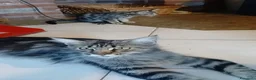 Maine Coon gatti in vendita: Simil maine coon  - Annuncio 7