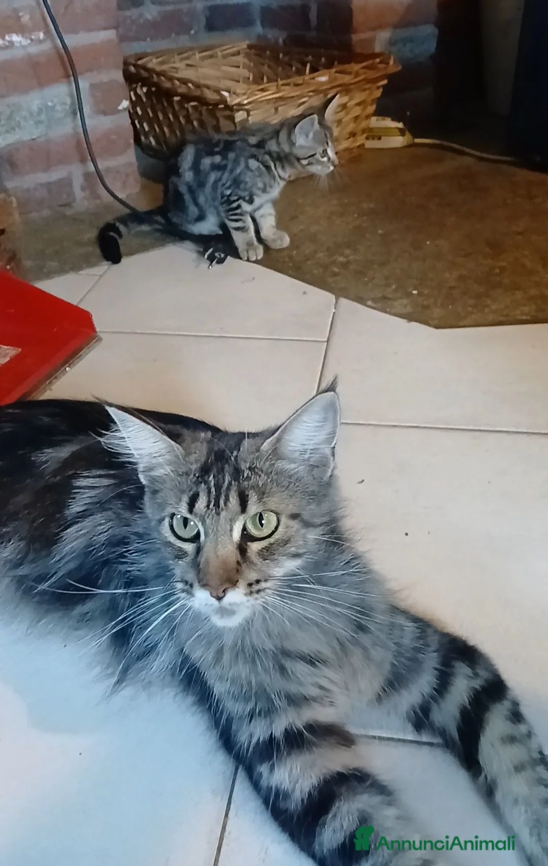 Maine Coon gatti in vendita: Simil maine coon  - Annuncio 7
