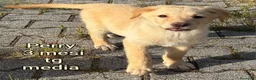 Meticcio cani in regalo: CUCCIOLI BISOGNOSI: URGENTE  a Città Metropolitana di Torino - Annuncio 4