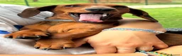 Bassotto cani per accoppiamento: 🐾 CERCHIAMO FIDANZATO PER LILA 🐾 a Provincia di Varese - Annuncio 2