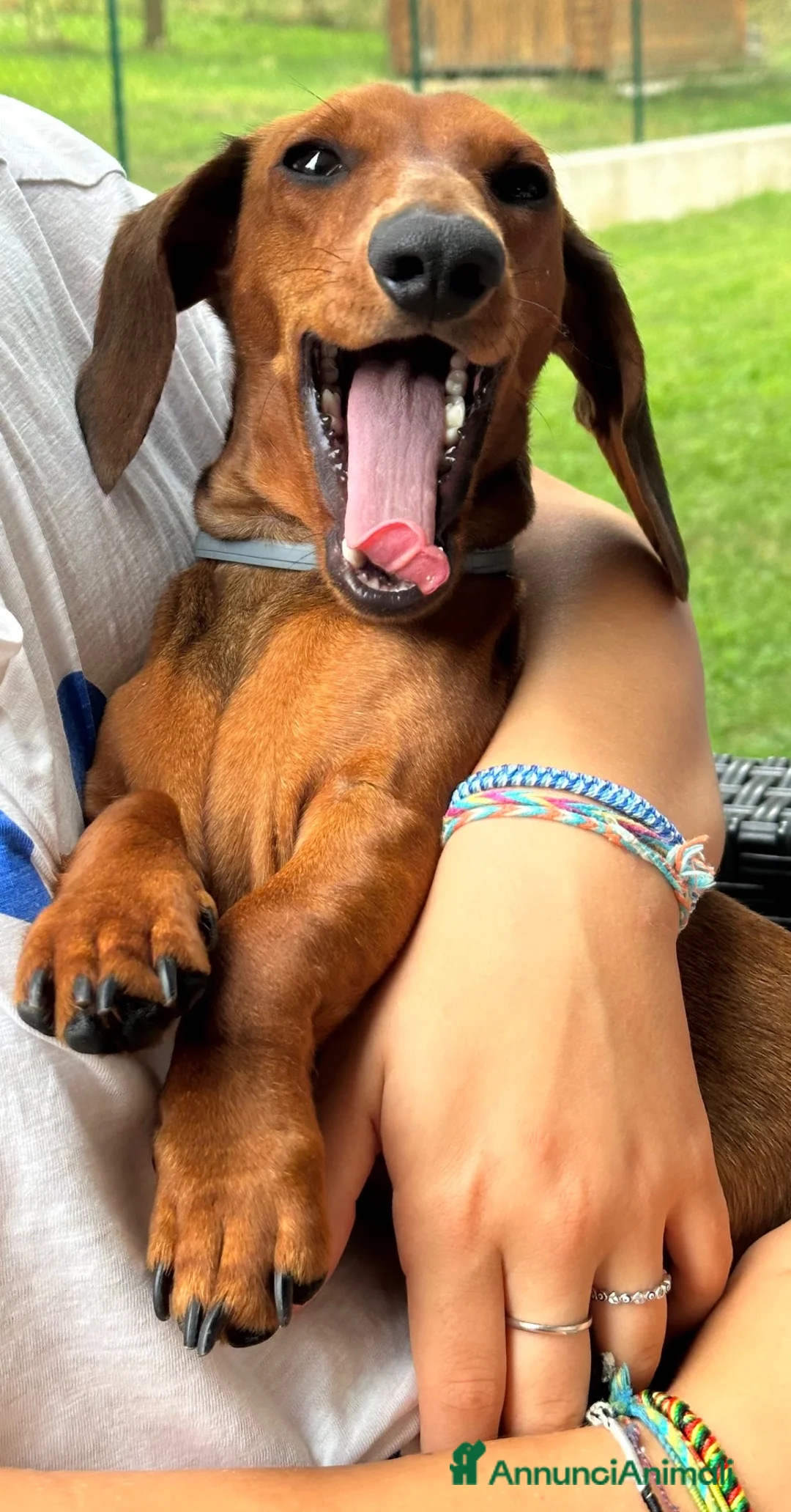 Bassotto cani per accoppiamento: 🐾 CERCHIAMO FIDANZATO PER LILA 🐾 a Provincia di Varese - Annuncio 2