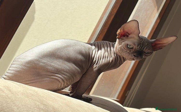 Sphynx gatti a Città metropolitana di Roma Capitale - Annuncio 1