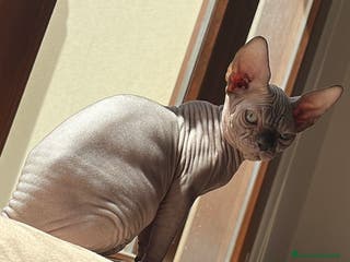 Sphynx gatti Sphynx a Città metropolitana di Roma Capitale - Annuncio 28