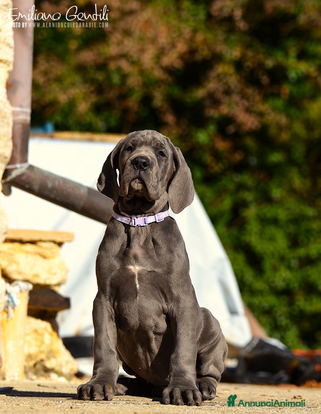 Alano cani in vendita: Cucciola Alano femmina blu - Annuncio 4