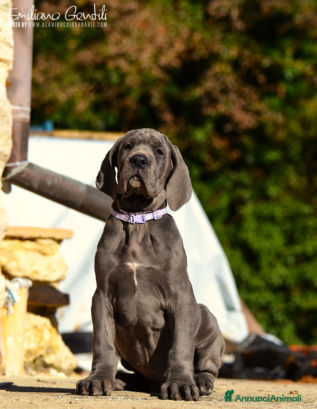 Alano cani in vendita: Cucciola Alano femmina blu - Annuncio 4
