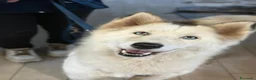 Husky cani in regalo: Donut, una splendida Husky - Annuncio 6