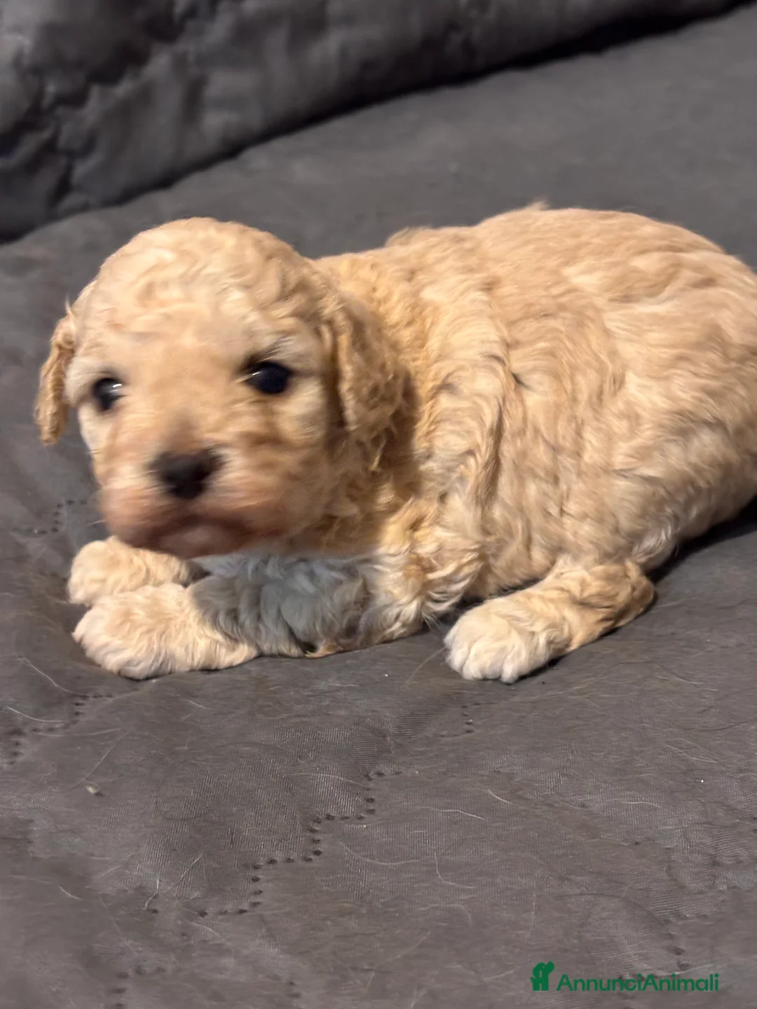 Barboncino cani in vendita: Cuccioli di Barboncino (info in descrizione) - Annuncio 2