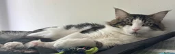 Maine Coon gatti in vendita: Cuccioli di Maine Coon  - Annuncio 5