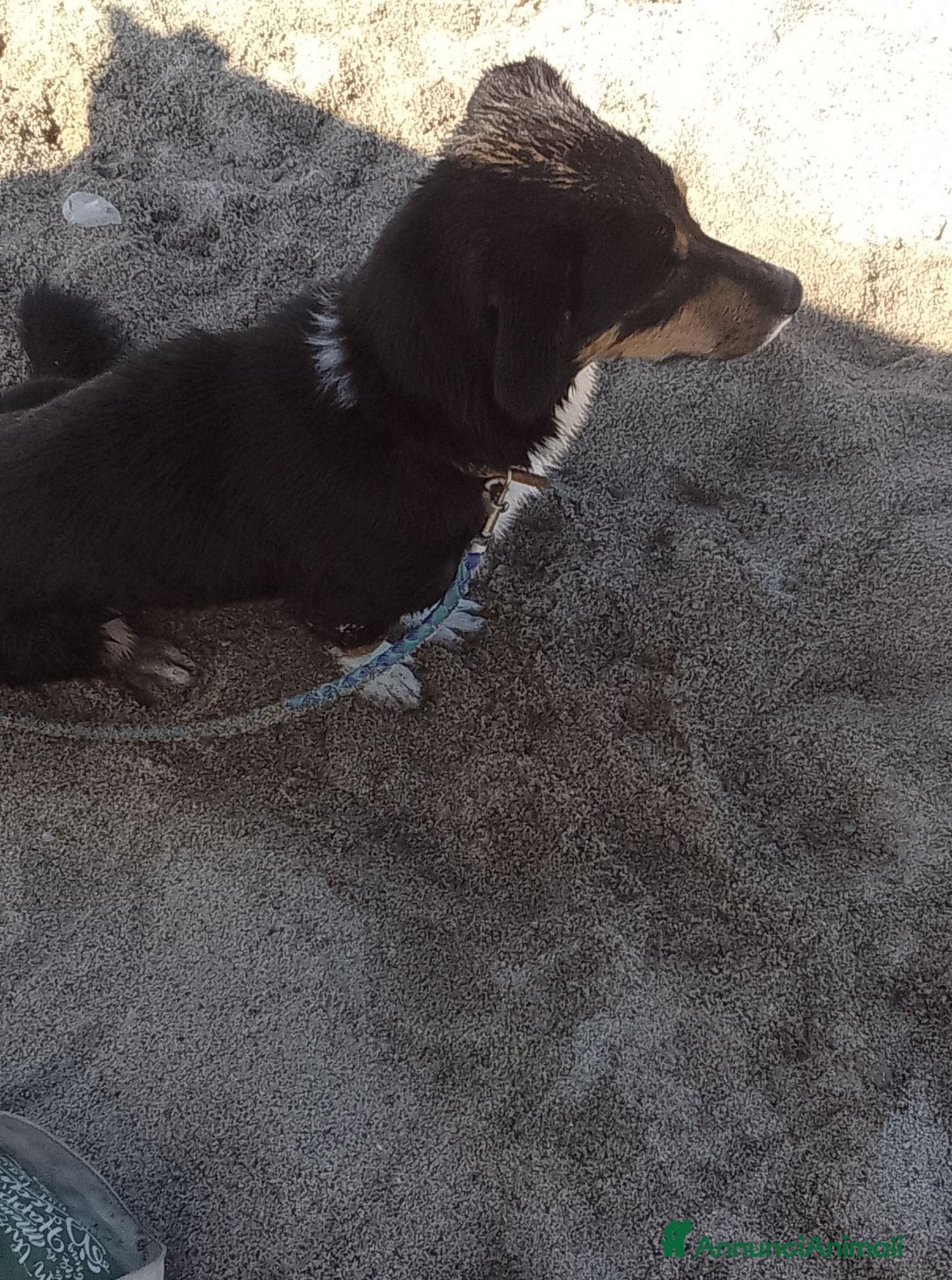 Meticcio cani in regalo: OSCAR 💙 -taglia piccola, buonissimo! Chiama!!🙏🏻 - Annuncio 12