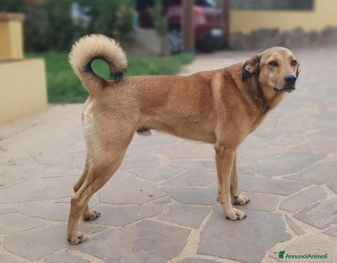 Meticcio cani in regalo: AKIKO occhioni timidi e buoni a Pomezia - Annuncio 3