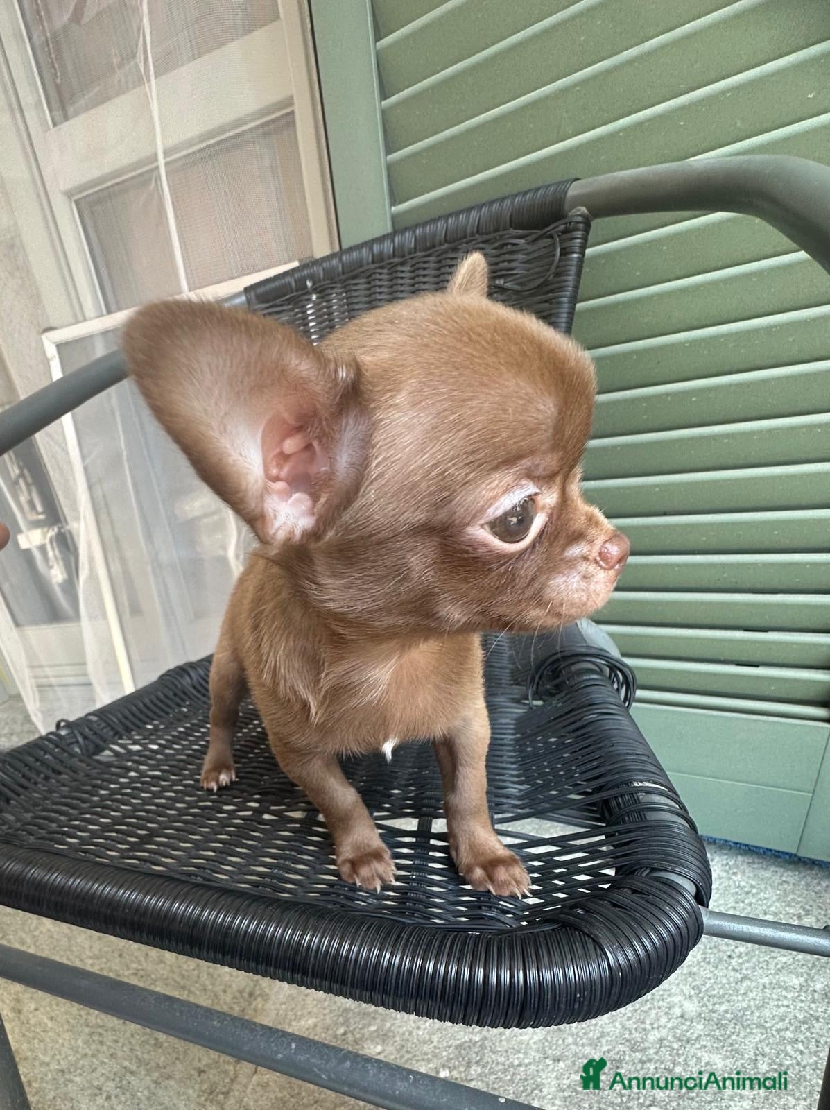Chihuahua cani Chihuahua Pedigree Enci - Annuncio 1