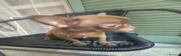 Chihuahua cani in vendita: Chihuahua Pedigree Enci - Annuncio 1