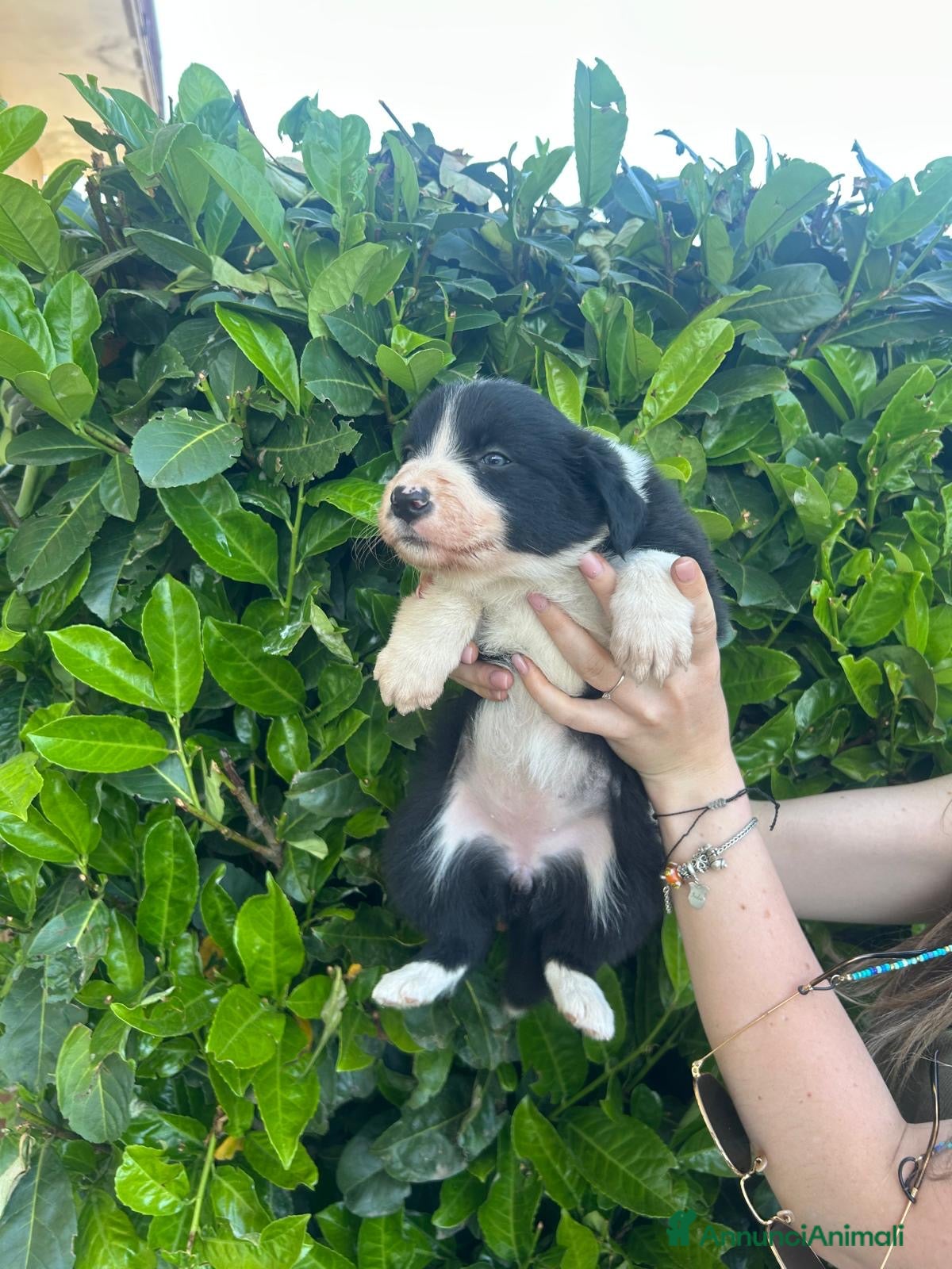 Border Collie cani in vendita: Cuccioli border collie  - Annuncio 6