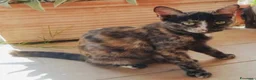 Europeo gatti in regalo: Gattine 3 mesi e mezzo socievoli  - Annuncio 2