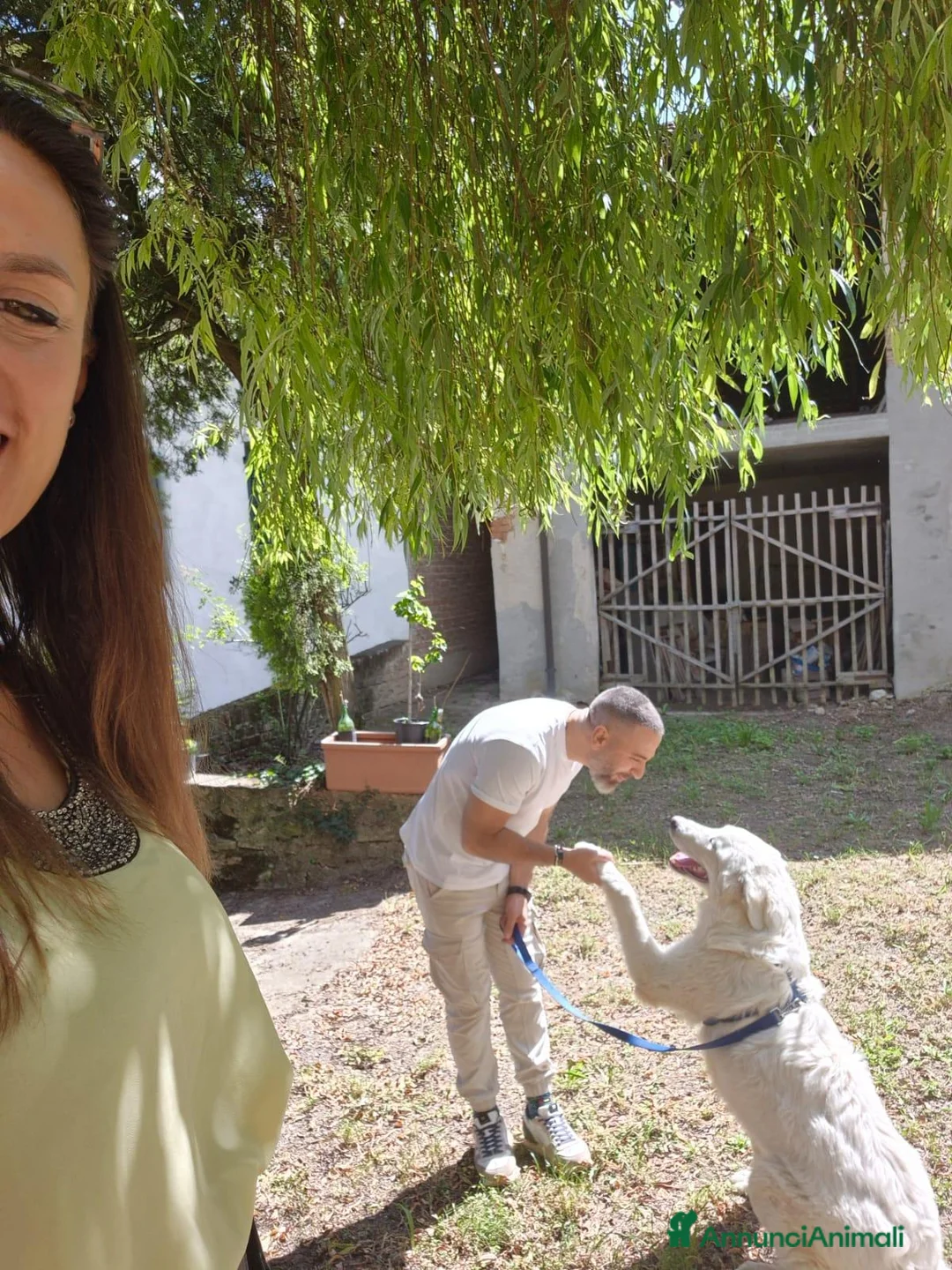 Pastore Abbruzzese Maremmano cani in regalo: Maremmano in regalo - Annuncio 2