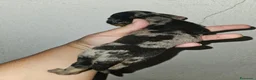 Bassotto Nano cani in vendita: Bassotto nano kaninchen arlecchino  - Annuncio 5