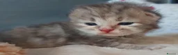 Siberiano gatti in vendita: Cuccioli di gatto Siberiano Certificati  - Annuncio 5