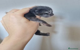 Maine Coon gatti in vendita: Prenotazioni Aperte - Cuccioli di Maine Coon! a Provincia di Cuneo - Immagine 9