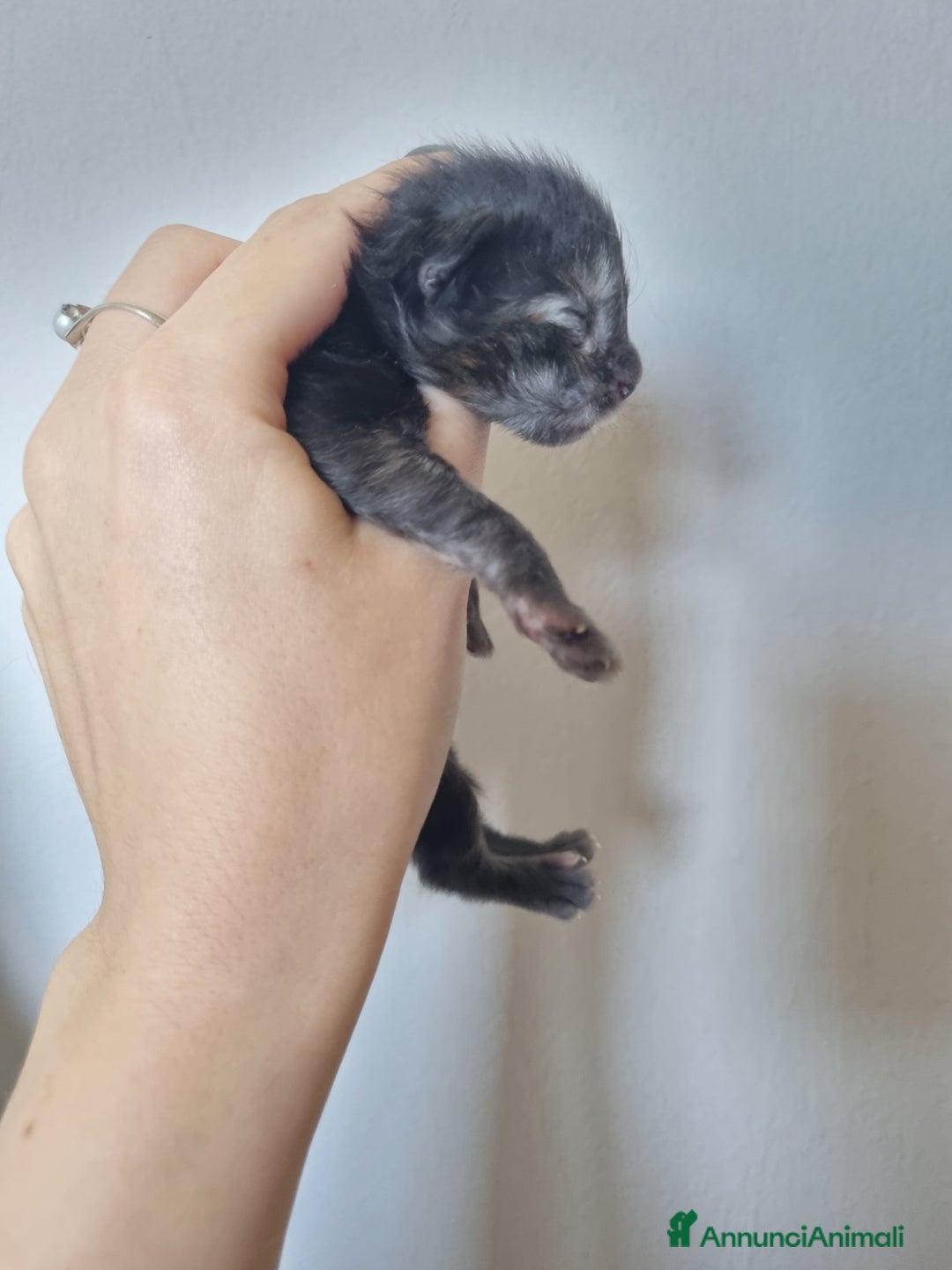 Maine Coon gatti in vendita: Prenotazioni Aperte - Cuccioli di Maine Coon! a Provincia di Cuneo - Immagine 9