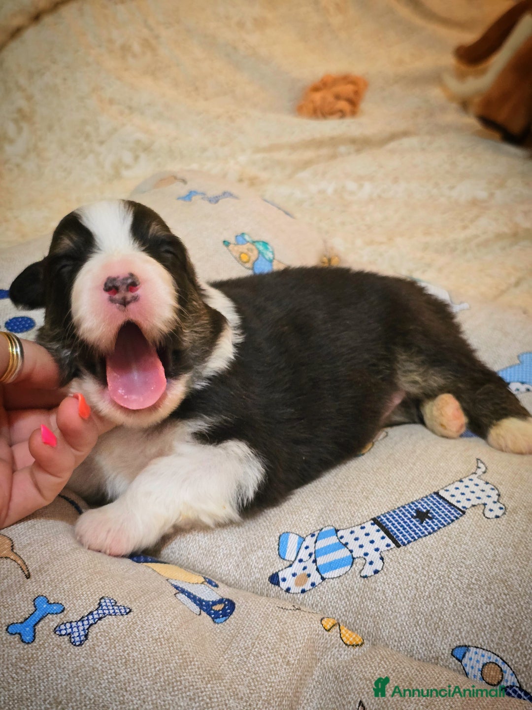 Australian Shepherd cani in vendita: Cucciole di pastore australiano con pedigree ENCI - Annuncio 2