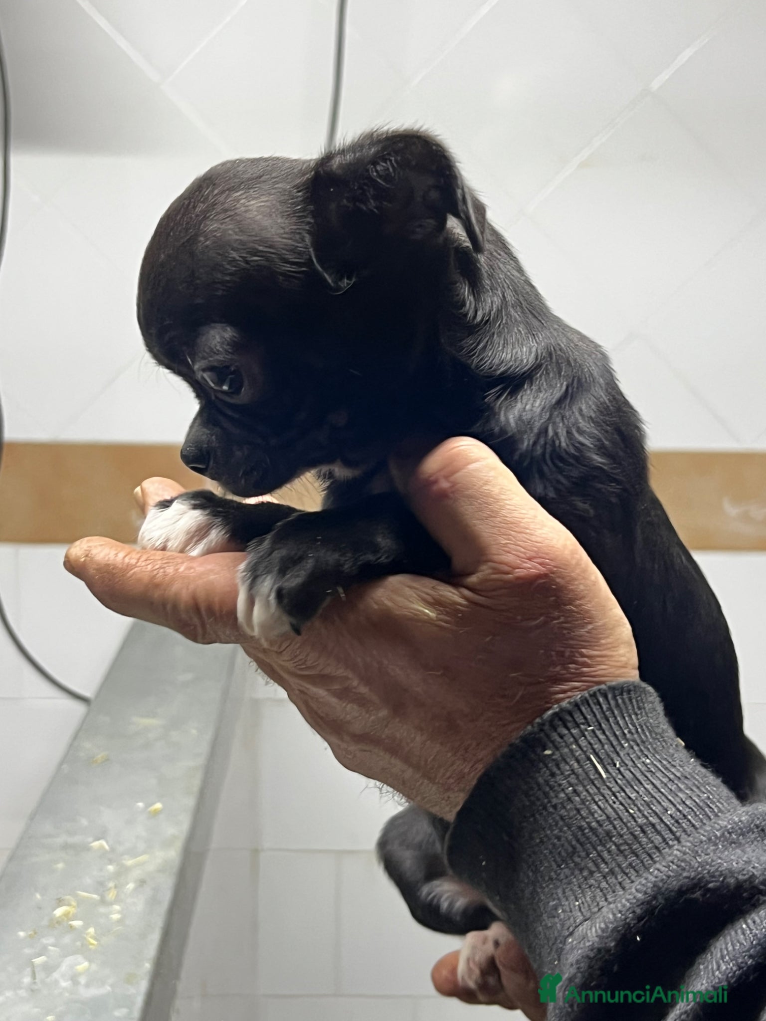 Chihuahua cani Chihuahua - Annuncio 24