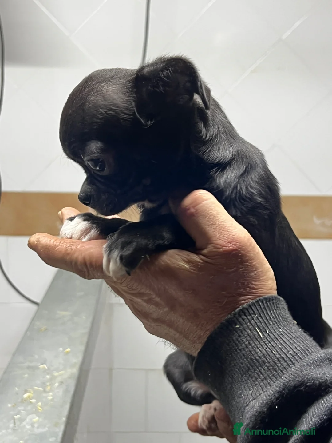 Chihuahua cani in vendita: Chihuahua - Annuncio 1