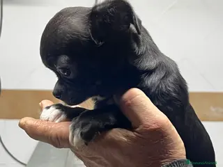 Chihuahua cani Chihuahua - Annuncio 24