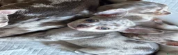 Chihuahua cani in vendita: Cuccioli chihuahua con il manto Arlecchino  a Provincia di Pavia - Annuncio 2