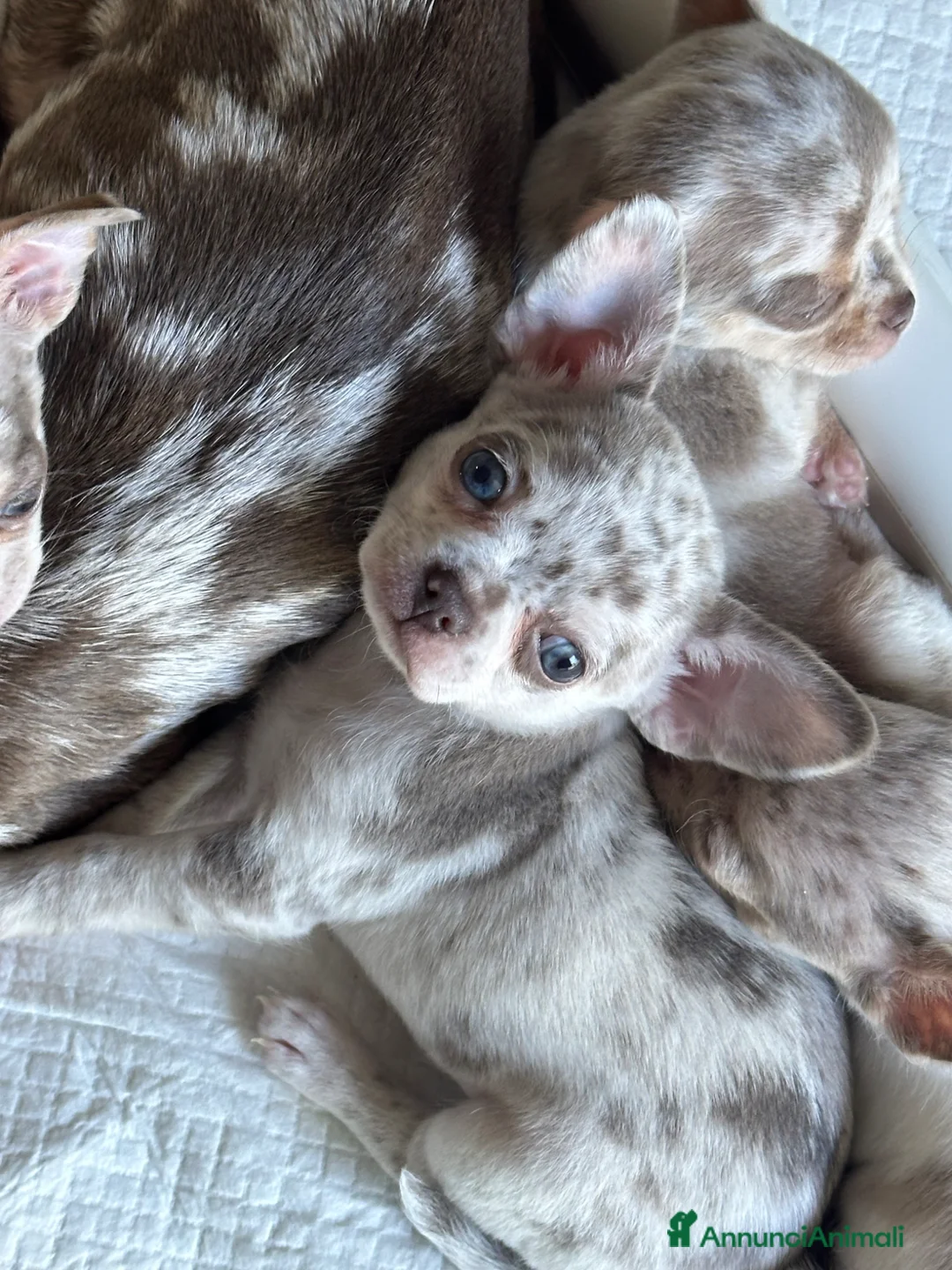Chihuahua cani in vendita: Cuccioli chihuahua con il manto Arlecchino  a Provincia di Pavia - Annuncio 2